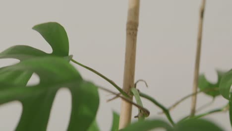 disparo medio de la planta de invernadero