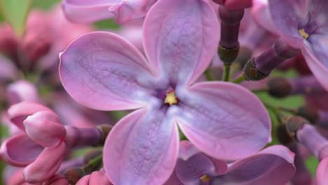 Bright lilac flowers open in a vibrant spring garden, showcasing their delicate petals and rich colors. Nature lovers admire this seasonal splendor.