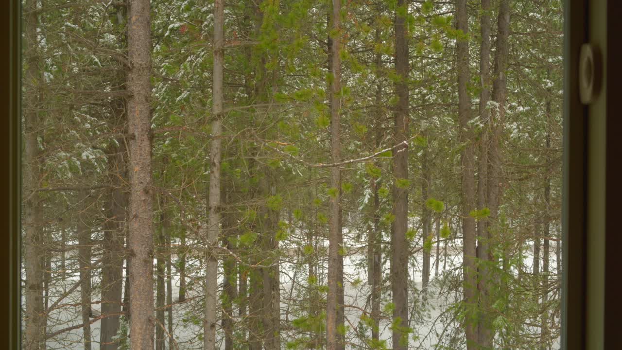 전경에서 흐려지는 창 밖을 내다보는 창에서 보는 풍경은 숲의 눈 덮인 장면이다