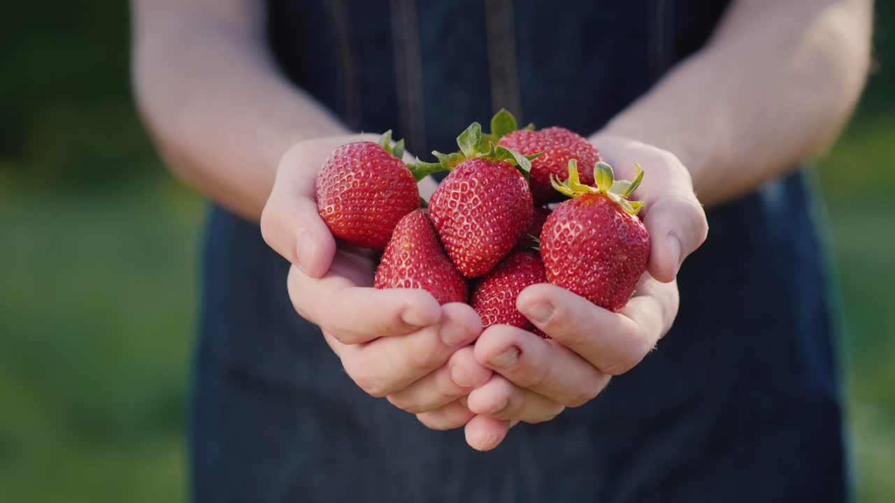 젊은 농부는 수분이 많은 딸기 열매를 보유하고 있습니다.