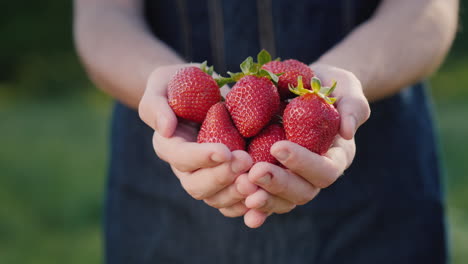 young farmer holds juicy strawberry berries