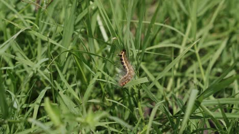 hairy caterpillar on the green grass