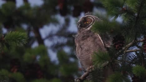 long-eared owlet calling out perched on a tree branch in veluwe, netherlands