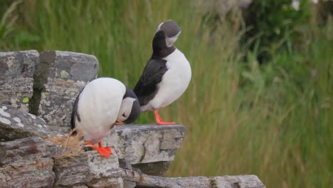 atlantic puffin (fratercula arctica), on the rock on the island of runde (norway).