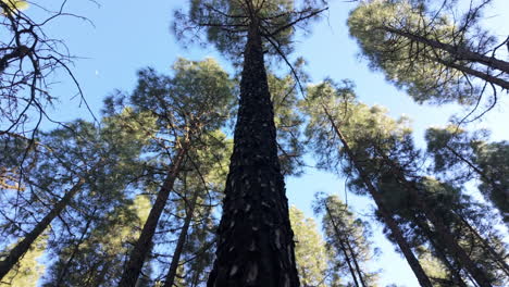 close-up of pine burned by fire and coming back to life after years