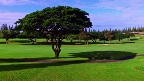 tree on a golf course in hawaii