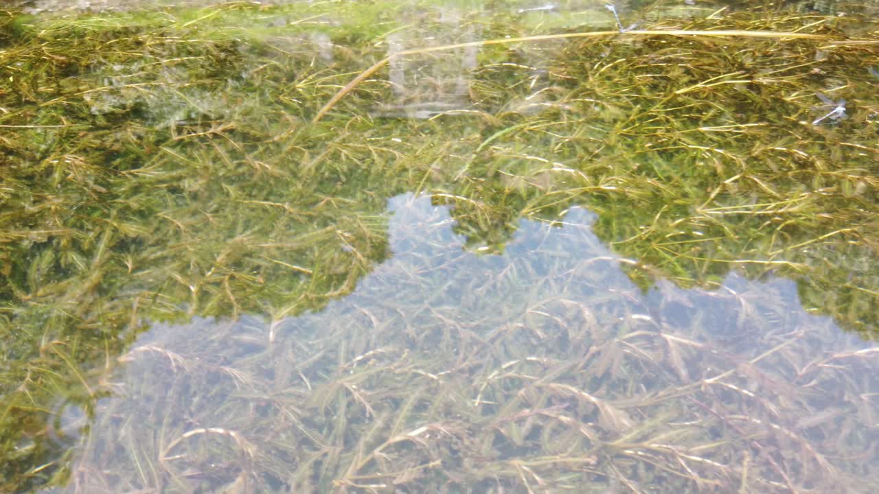 Rightward camera pan shows water plants visible through the transparent water surface in a tropical setting.