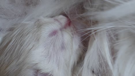 animal- one day old new born ragdoll cat kitten feeding on breast milk