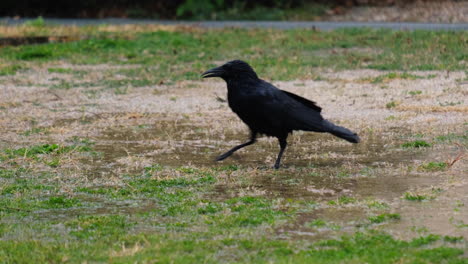 a black crow walking on the grassy yard lawn