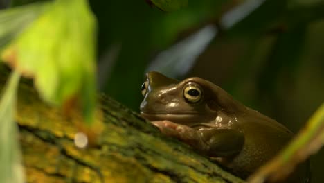 beautiful footage of an australian green tree frog