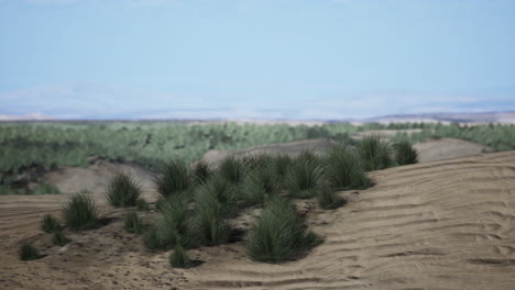 Green-grass-in-Liwa-Desert