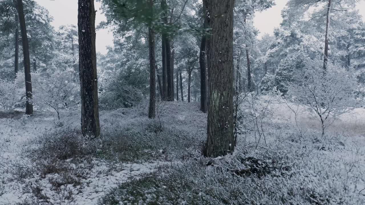 눈 덮인 겨울 숲
