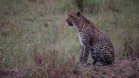 Close-up-of-a-leopard-climbing-up-a-mound-with-it's-cube-behind