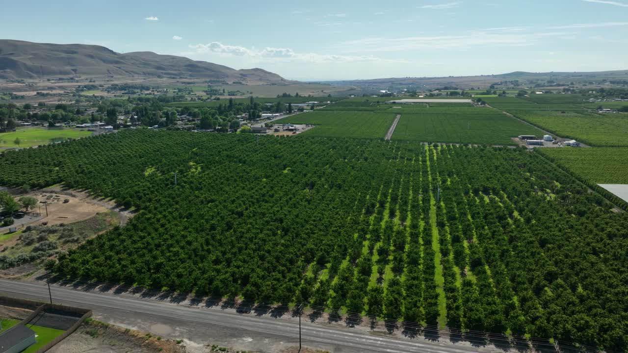 Drone shot of a fruit orchard in Eastern Washington's Benton City