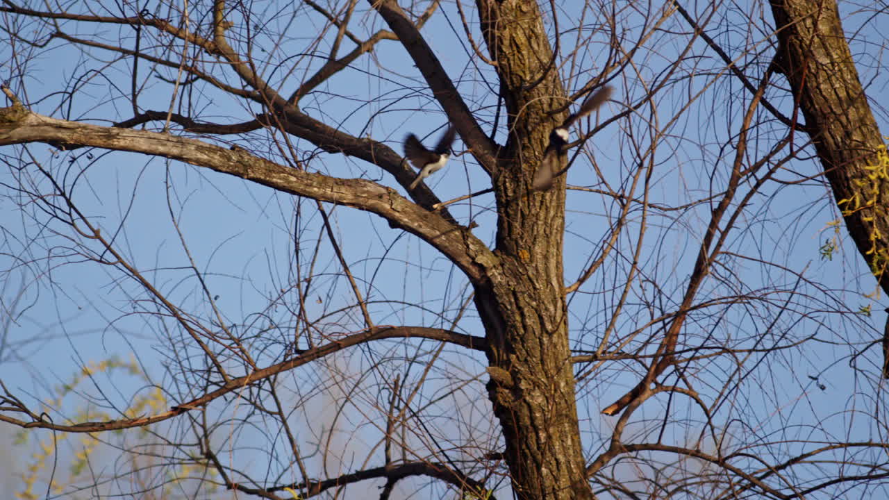 Intimate glimpse into the flight rituals of purple martins in slow motion.