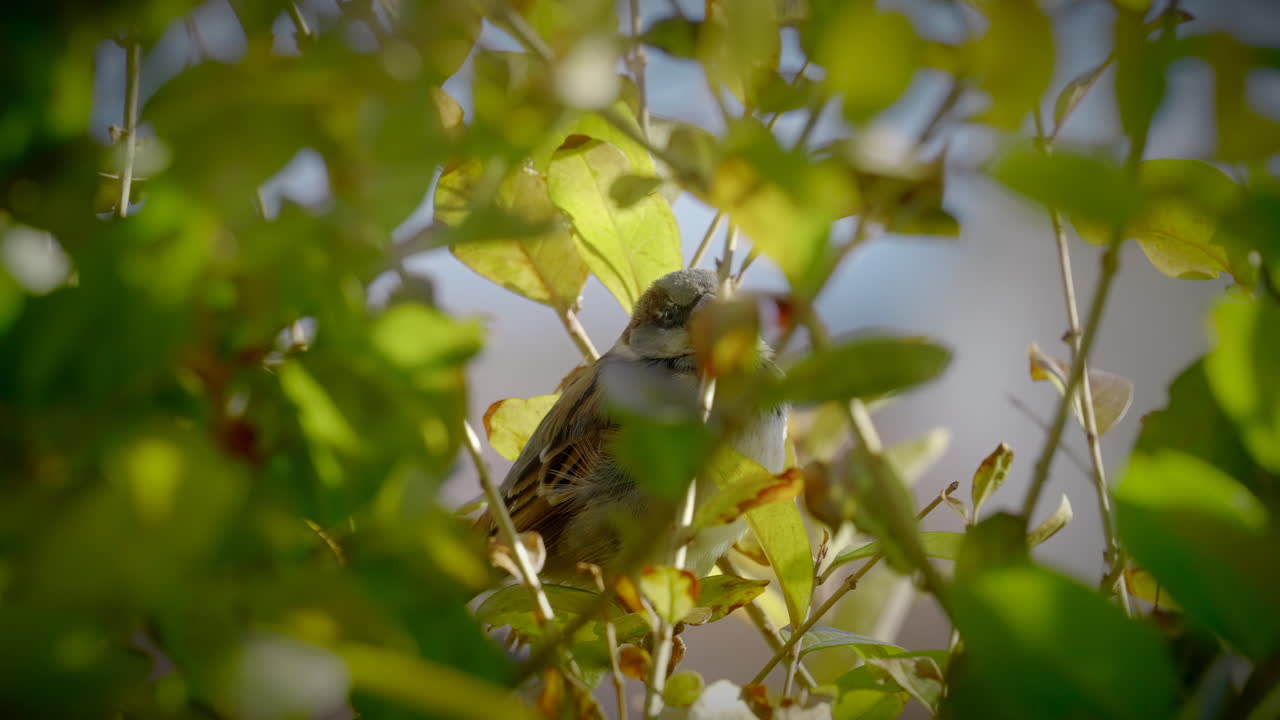 Majestic Sparrow bird on tree branch with vibrant green leaves on sunny day, close up slow motion shot