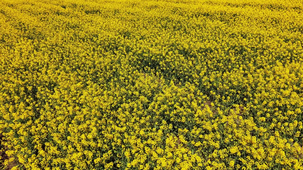 Campos de flores amarillas florecen en una gran área durante el día.