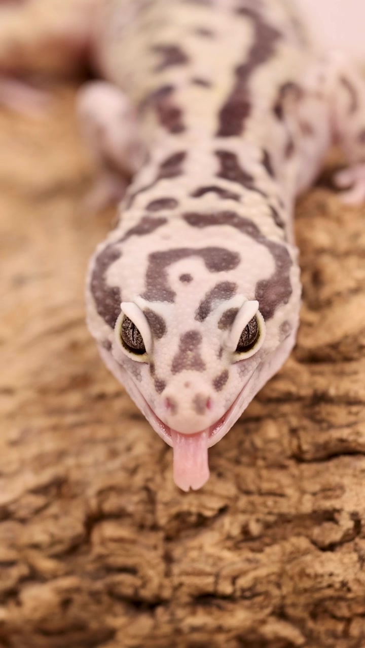 Primo piano di un geco leopardo maculato che riposa sulla corteccia