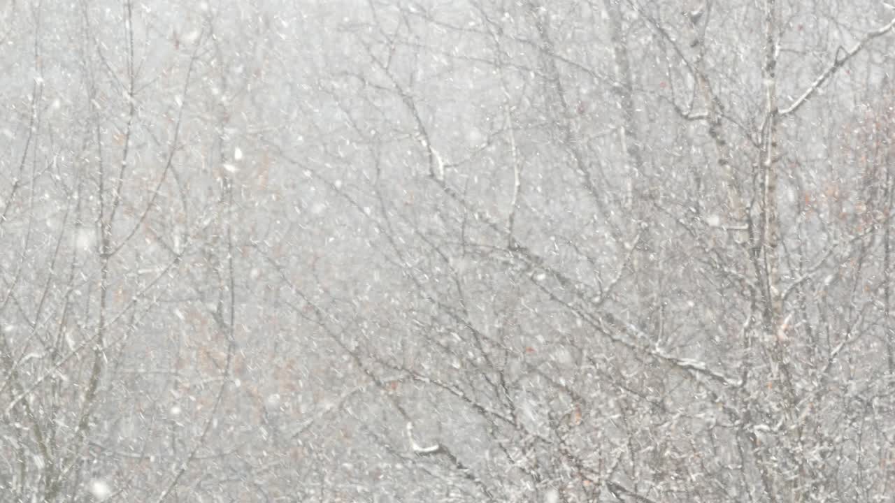 겨울에 내리는  눈알, 겨울의 크리스마스 눈알.