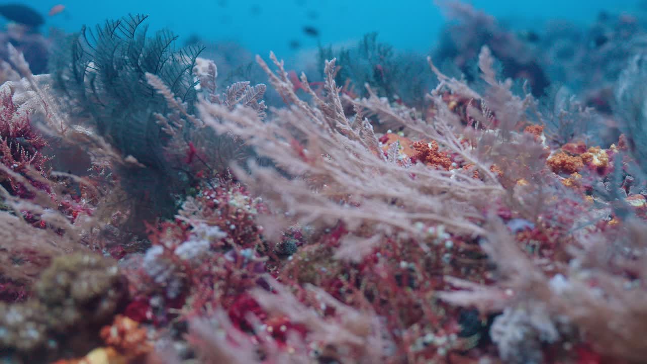 Oceanografia che mostra vari tipi e colori di corallo nelle tranquille profondità dell'oceano con pesci che nuotano pacificamente