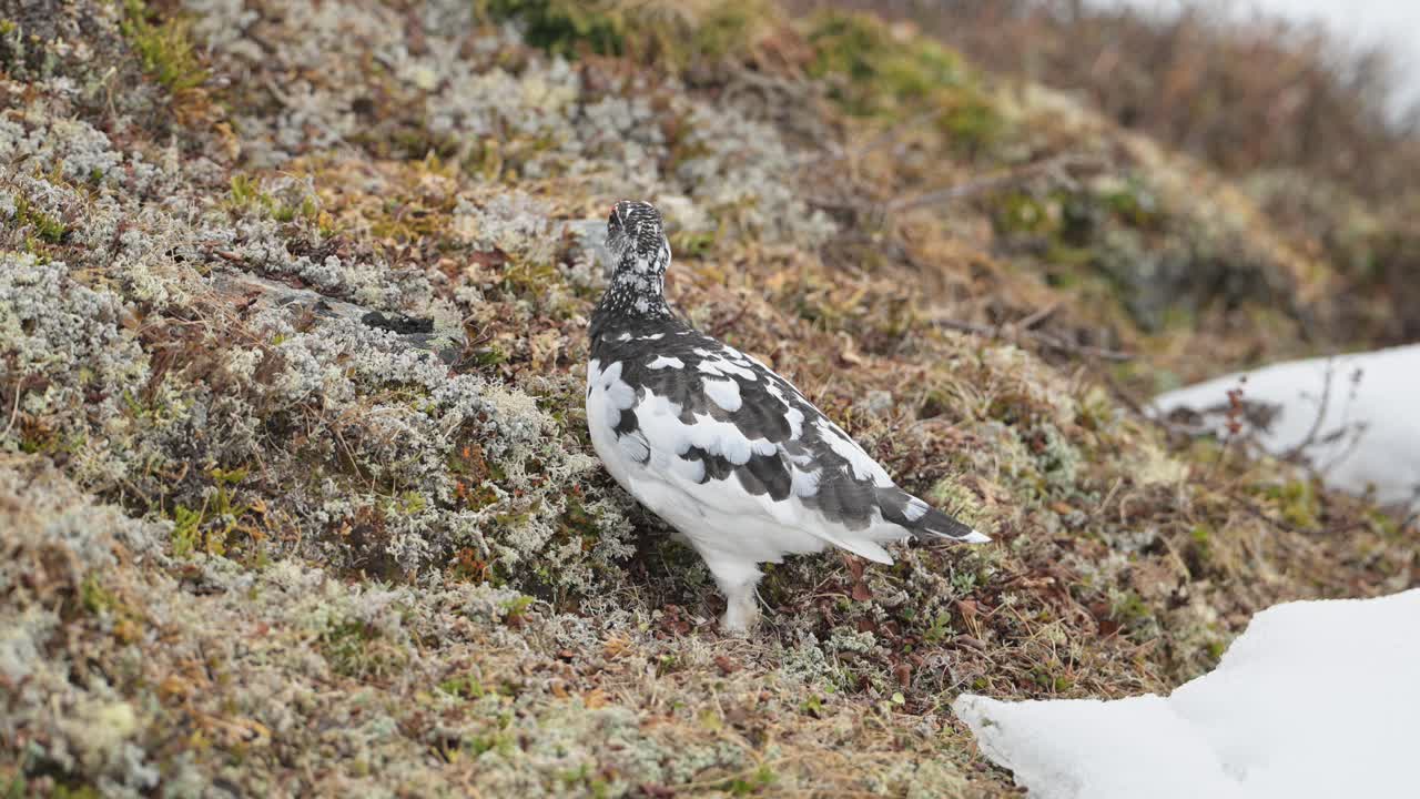 Lagópode-branco se alimenta de vegetação alpina perto de um trecho de neve nas montanhas norueguesas