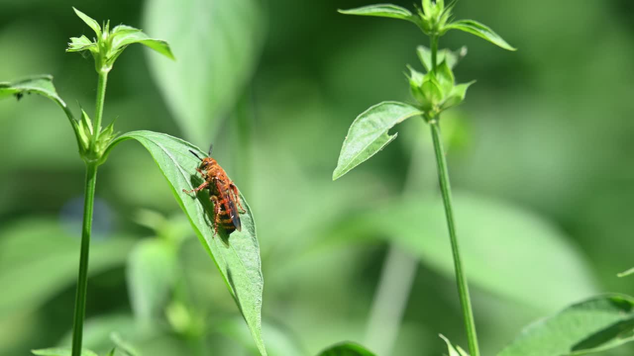 야생 꿀벌, hymenoptera, scoliidae, kaeng krachan 국립 공원, 4k 영상