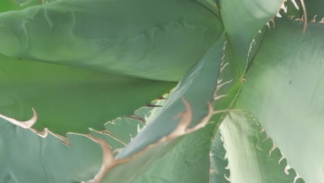 Closeup of a Large Aloe Cactus Medicinal Plant Closeup of a Large Aloe Cactus Medicinal Plant