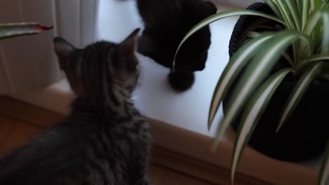 two kittens a tabby and black siamese mix playing with house plants at a window