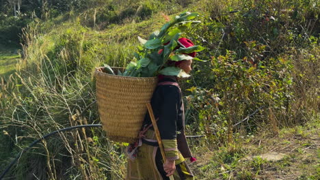 a woman forages for herbal plants in ta phin, sa pa, vietnam. the camera follows her through a sunlit morning landscape, showcasing traditional attire and nature.