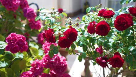 Red-roses-and-pink-hydrangea-on-bush,-rotating-close-up