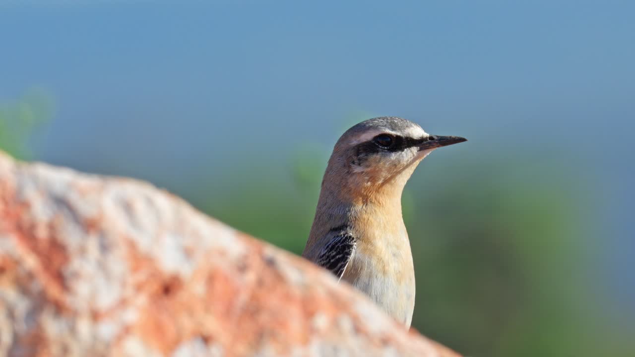 Close-up shot of a Wheatear peeking over a rock. Northern Wheatear during its autumn migration along the Mediterranean coast