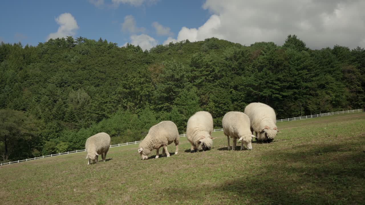 Five Valais Blacknose and Merino Sheep Grazing Grass Together on a Hill Pasture in a Farmland - low angle slow motion