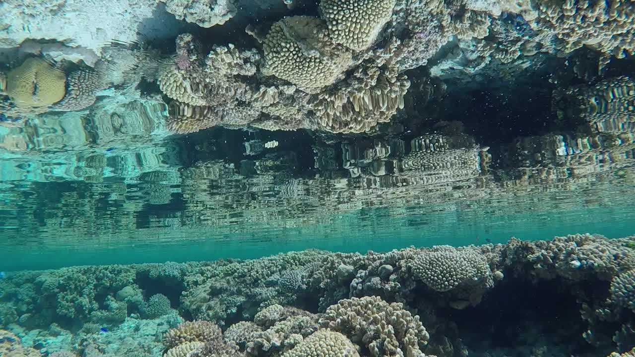 reflejos de arrecifes de coral poco profundos, espejo agua de mar clara slomo de mano