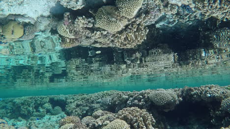 shallow coral reef reflections, mirror clear sea water handheld slomo