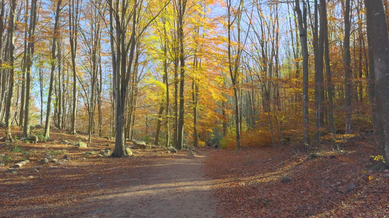 camino de tierra, bosque europeo, noviembre colorido otoño en el bosque de montaña colores ocre rojos naranjas y amarillos hojas secas hermosas imágenes naturaleza sin personas