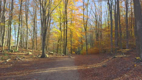 dirt road, european forest, november colorful autumn in the mountain forest ocher colors red oranges and yellows dry leaves beautiful images nature without people