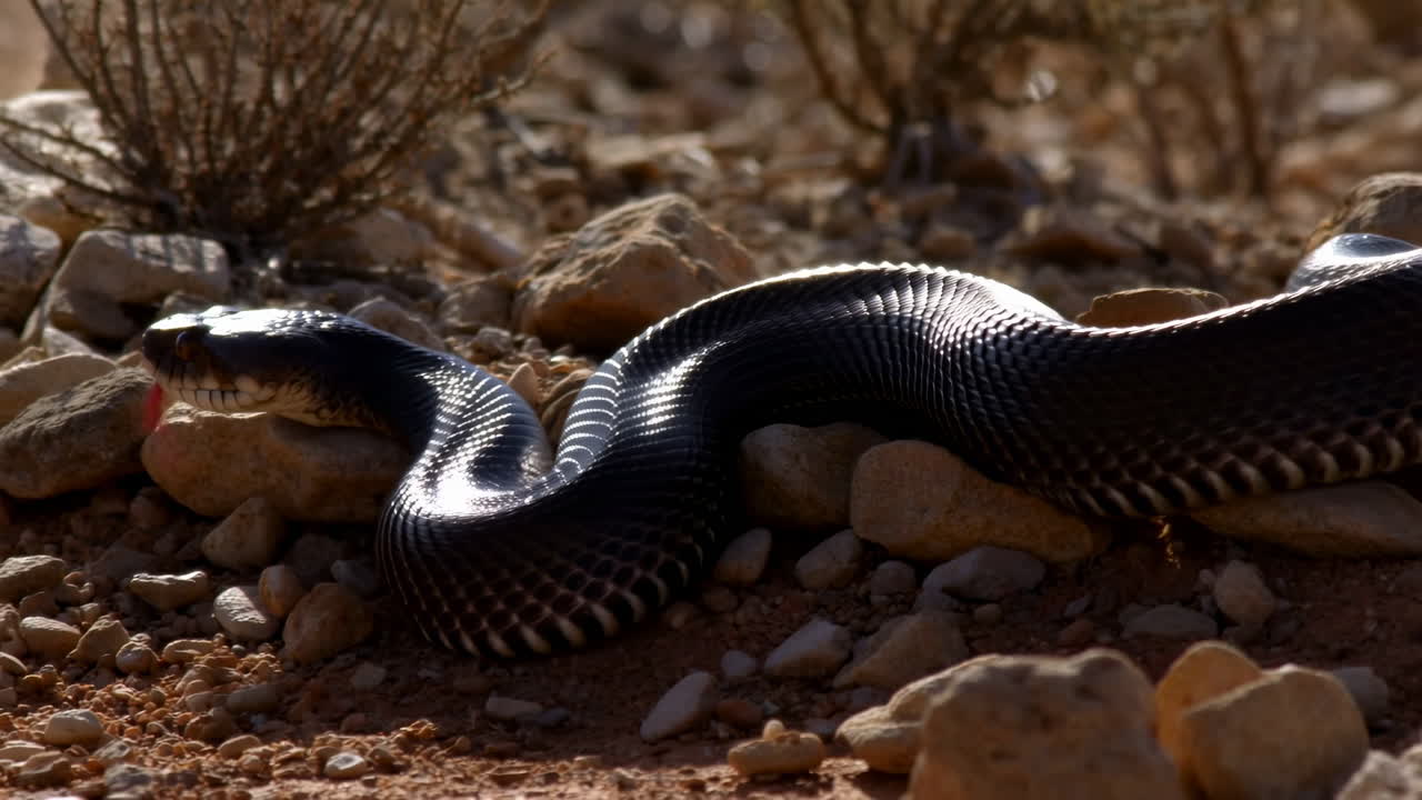 Serpente nella natura selvaggia
