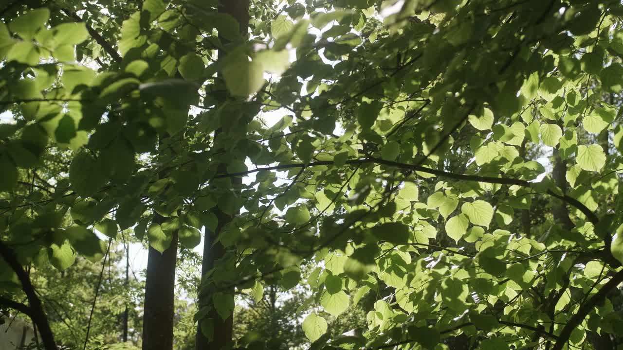 una escena pacífica en un parque o un bosque