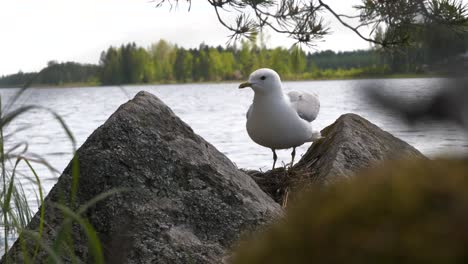 4k seagull flies onto nest full of eggs and cautiously looks around