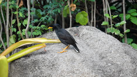 gran myna o white-vented myna encaramado en una gran roca mirando a su alrededor