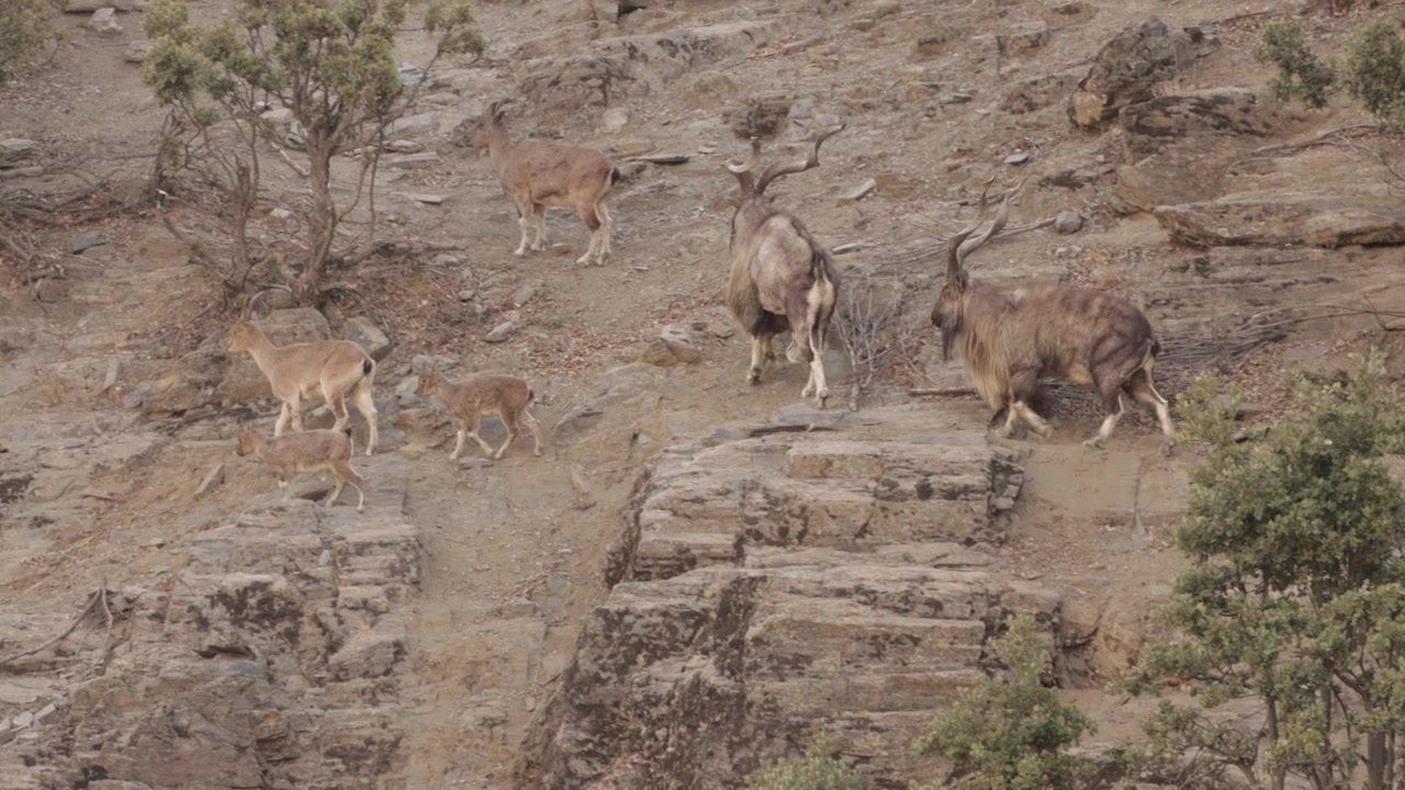 Due Markhor maschi che si dirigono verso la loro mandria su una scogliera