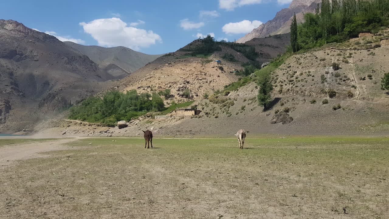 pareja de burros pastando libremente en el pasto y el paisaje de asia central, vista amplia