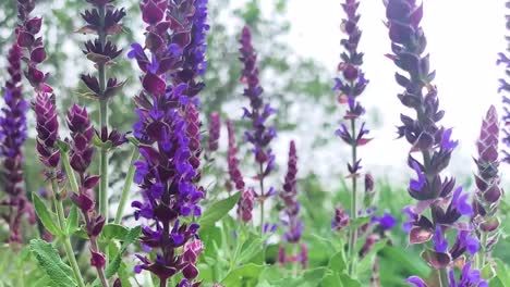 Buschlupine-Und-Laub-Weht-Im-Park-Im-Wind