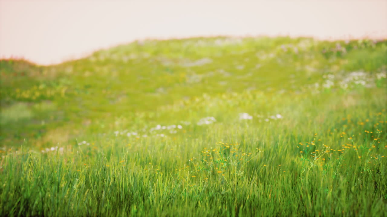 해가 뜨는 시점 에 경사 에 있는 초록 잔디 의 풍경