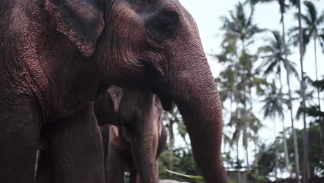 Asian-elephant-herd-eating-palm-leaves-by-pool-in-elephant-sanctuary