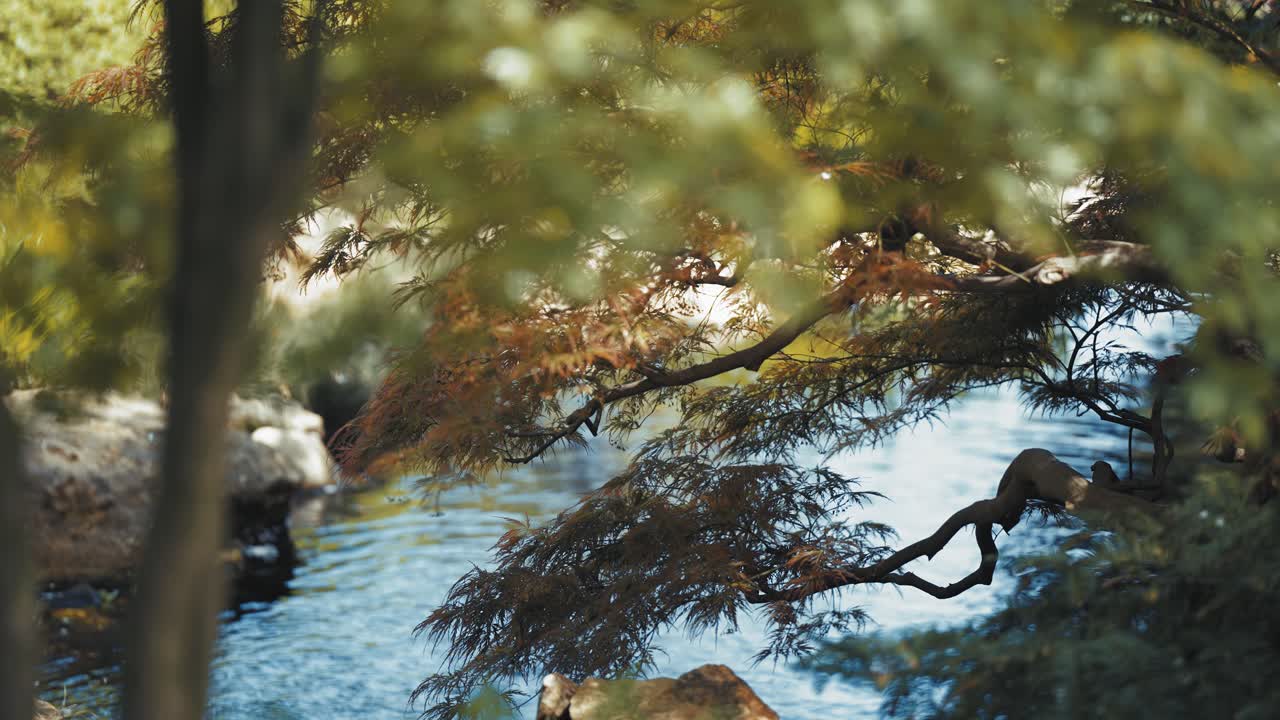A beautiful corner in the Japanese garden - maple trees bend above the shallow stream