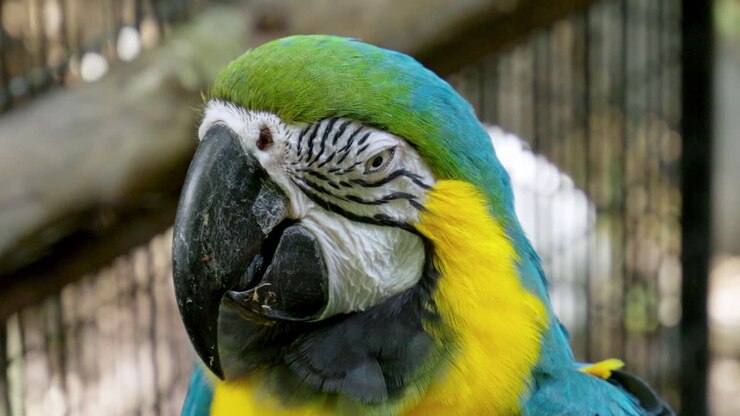 Primer plano de un guacamayo azul y amarillo dentro de una jaula en un zoológico mientras parpadea.