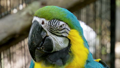 fotografía en primer plano de un guacamayo azul y amarillo que está dentro de una jaula como un zoológico mientras parpadea sus ojos