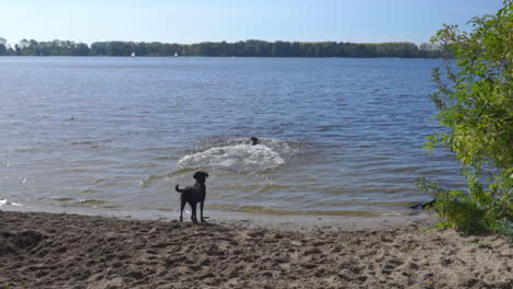 dog running and swimming after a ball in the lake