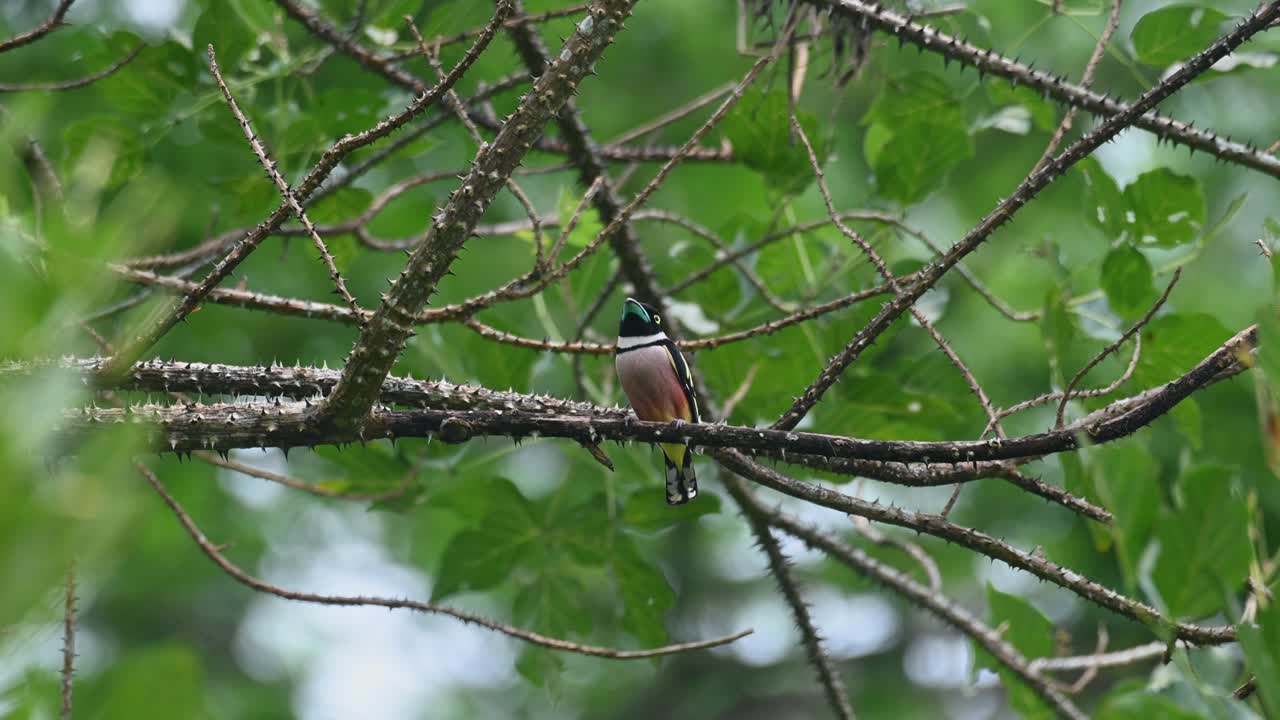 sentado en una rama de este árbol espinoso mientras sopla el viento, el eurylaimus ochromalus de pico largo negro y amarillo, tailandia